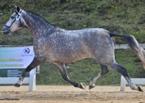 COTILLA IV, DE RANCHO EL CID CAMPEADOR, BRONCE Y MEJORES MOVIMIENTOS YEGUAS DE 5 Y 6 AÐOS